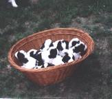 Ten Puppies in a Basket